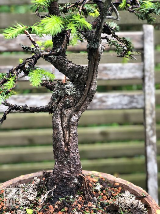 spruce bonsai